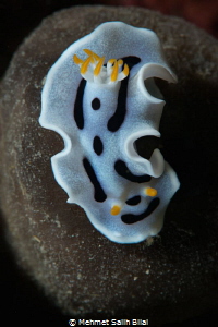Chromodoris dianae. by Mehmet Salih Bilal 